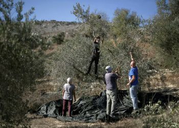 Pakar PBB: Israel Harus Hentikan Serangan Brutal Pemukim terhadap Petani Palestina