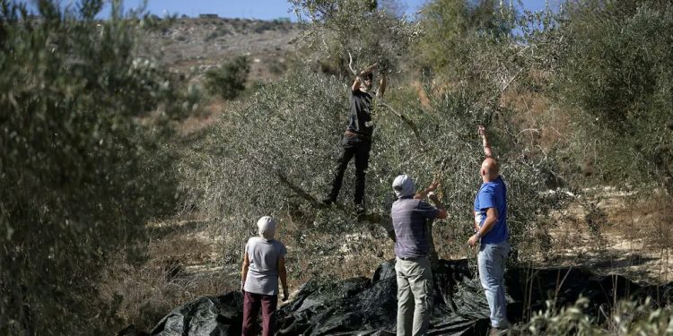Pakar PBB: Israel Harus Hentikan Serangan Brutal Pemukim terhadap Petani Palestina