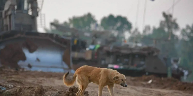 Anjing Liar Memakan Jenazah Warga Palestina di Gaza Utara
