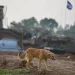 Anjing Liar Memakan Jenazah Warga Palestina di Gaza Utara