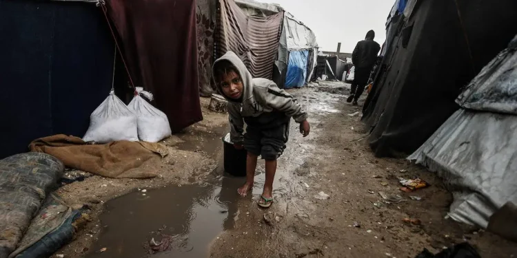 Tikus Memperparah Resiko Kematian Warga Palestina di Gaza