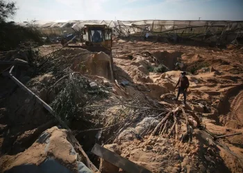 75% Lahan Pertanian di Gaza Rusak, Kerugian Ternak Mencapai 96%