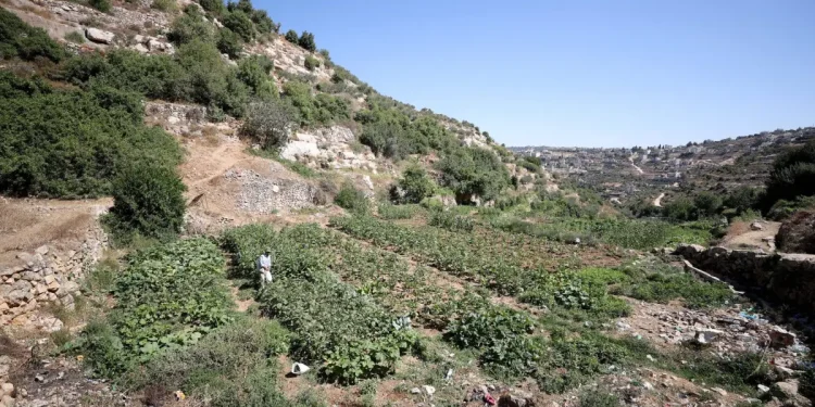 Lagi! Israel Rampas Tanah Penduduk Palestina di Desa Husan, Betlehem