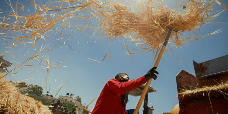 Pasukan Israel Hancurkan Bank Benih Palestina di Hebron, Serang Kedaulatan Pangan