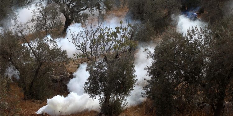 Pemukim Ilegal Israel Lakukan 158 Serangan terhadap Petani Palestina Sejak Musim Panen Zaitun Dimulai