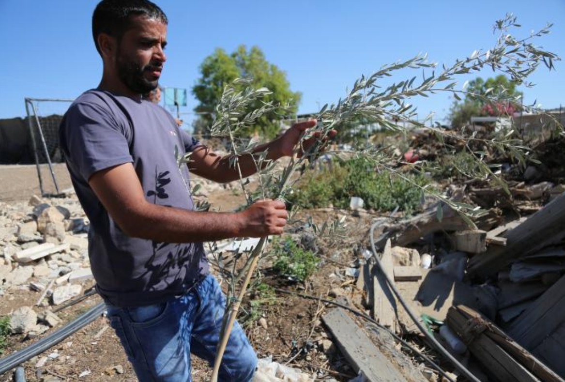 Seorang pria Palestina memeriksa kerusakan pohon zaitun di Desa Umm al-Kheir, di wilayah Masafer Yatta, selatan Al-Khalil (Hebron), Tepi Barat (7/10). Pasukan kolonial Israel menutup lahan dengan kawat berduri dan menebang 150 pohon zaitun. Dua pemukim bersenjata mendatangi desa dan mengancam akan menangkap warga Palestina jika mereka memasuki area yang ditutup. (Mosab Shawer/ActiveStill)