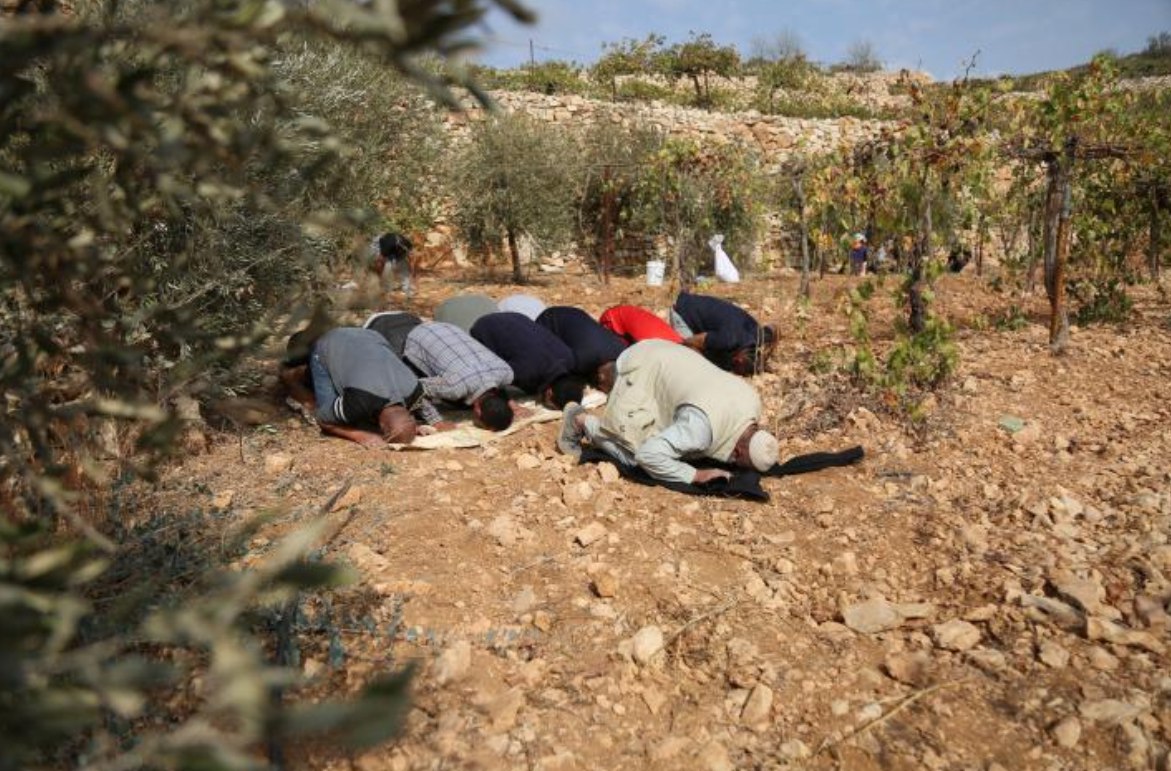 Para petani Palestina bersujud syukur di antara pohon zaitun mereka setelah berhasil mengakses lahan mereka yang terancam disita oleh pendudukan Israel di Halhul, utara Al-Khalil, Tepi Barat (13/11). Tahun ini terjadi lonjakan serangan yang belum pernah terjadi sebelumnya oleh pemukim Israel di Tepi Barat, khususnya yang menyasar lahan pertanian dan petani. (Mosab Shawer/ ActiveStill)