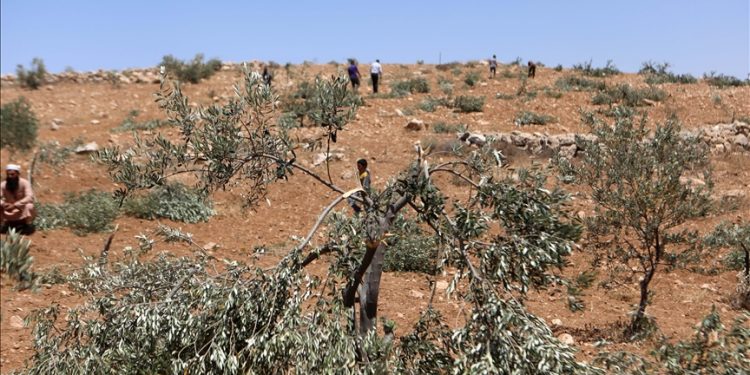 Pemukim Ilegal Israel Merusak Puluhan Pohon Zaitun di Dekat Al-Quds bagian Timur
