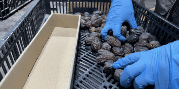 Cara Mengidentifikasi Kurma Produksi Permukiman Ilegal Israel