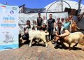 Anak-anak Gaza menerima qurban kambing dari Sahabat Adara.