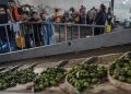 Panen Zaitun Palestina 2026: Petani Diserang Pemukim, Produksi Gaza Anjlok 80%