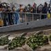Panen Zaitun Palestina 2026: Petani Diserang Pemukim, Produksi Gaza Anjlok 80%