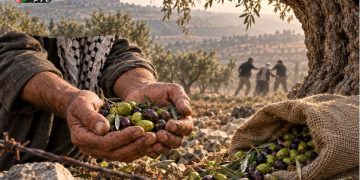 Serangan Pemukim Israel Sasar Petani dan Kebun Zaitun di Tepi Barat